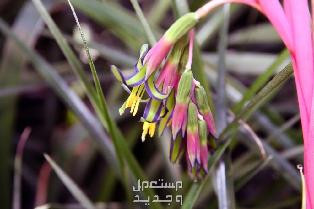 أفضل 10 نباتات منزلية سريعة النمو دموع الملكة