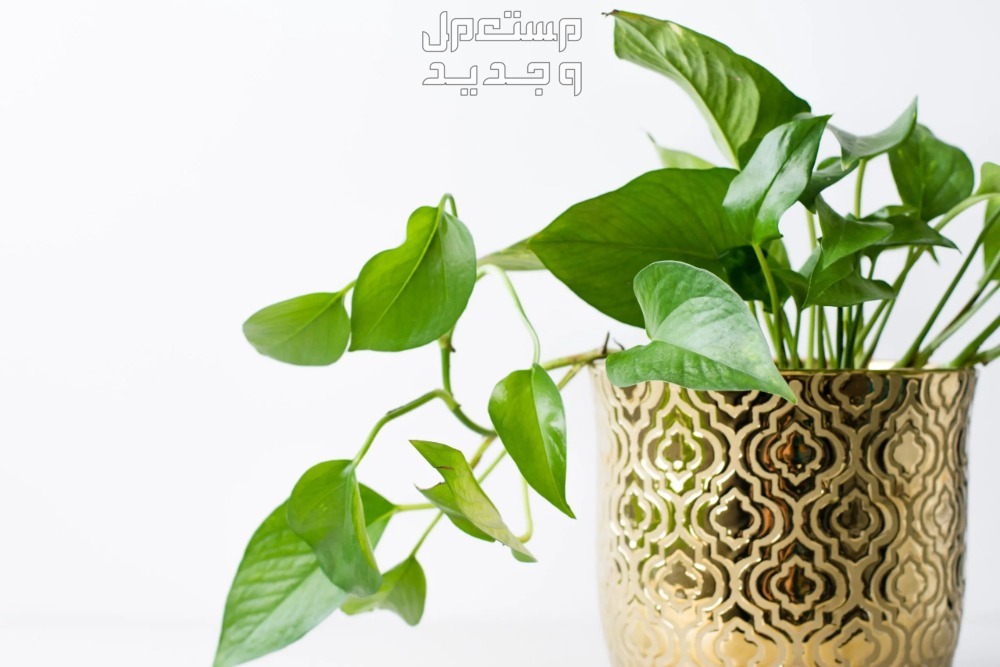 أفضل 10 نباتات منزلية سريعة النمو نبات البوتس