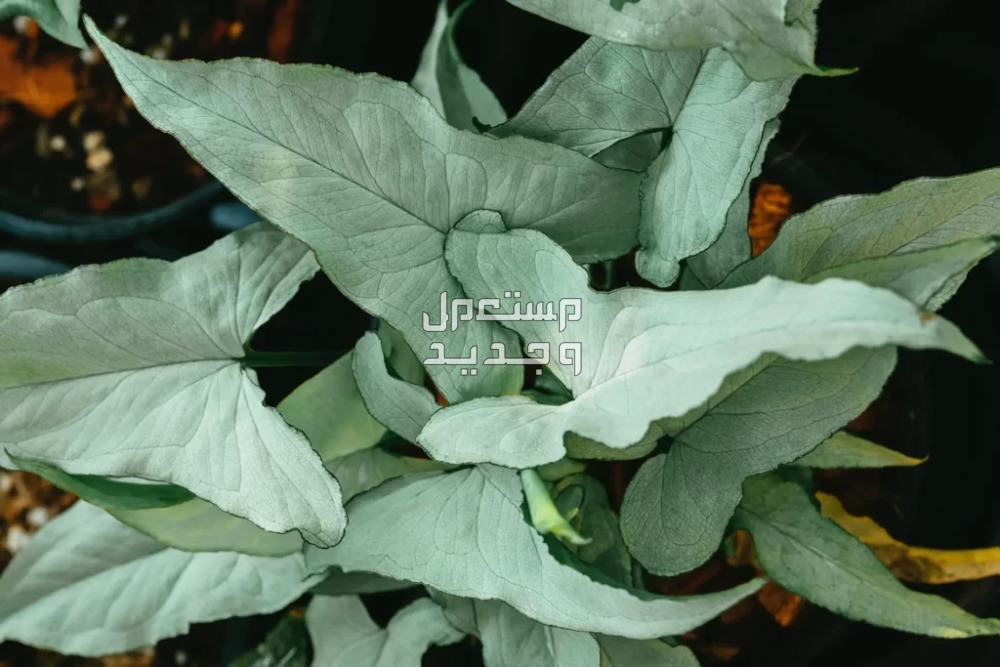 أفضل 10 نباتات منزلية سريعة النمو نبات رأس السهم
