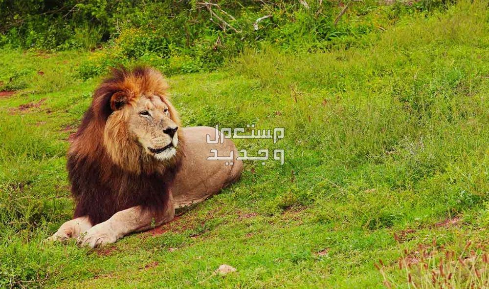 تفسير حلم الاسد في المنام لابن سيرين حلم الاسد في المنام