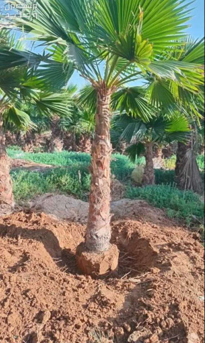 نخل واشنطني