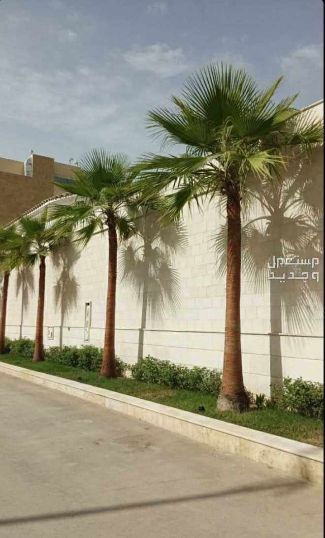 نخل واشنطني