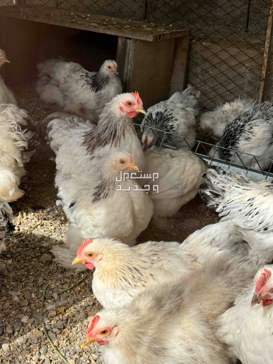 دجاج كوشن قزم كولمبي