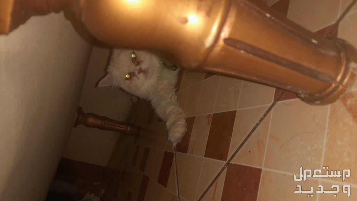 قطه للبيع بيع مستعجلل