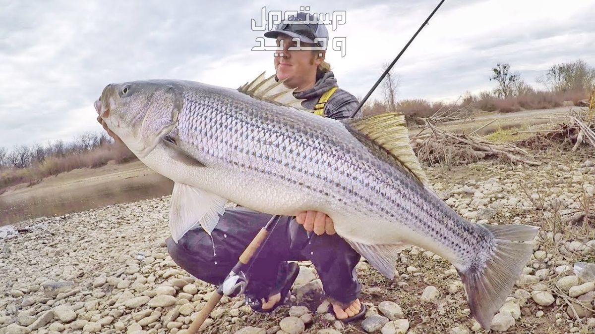 تفسير حلم اصطياد سمكه كبيره في المنام لابن سيرين تفسير حلم اصطياد سمكه كبيره في المنام