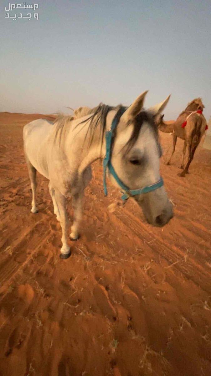 ‏حصان شعبي