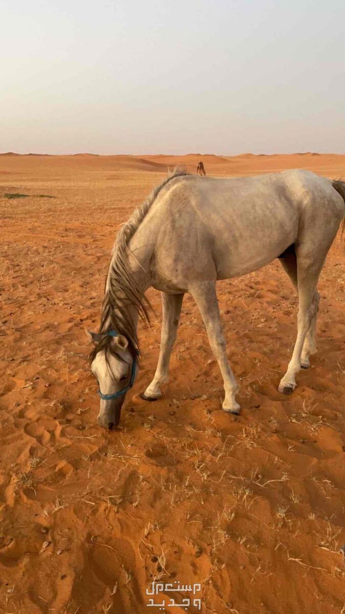 ‏حصان شعبي