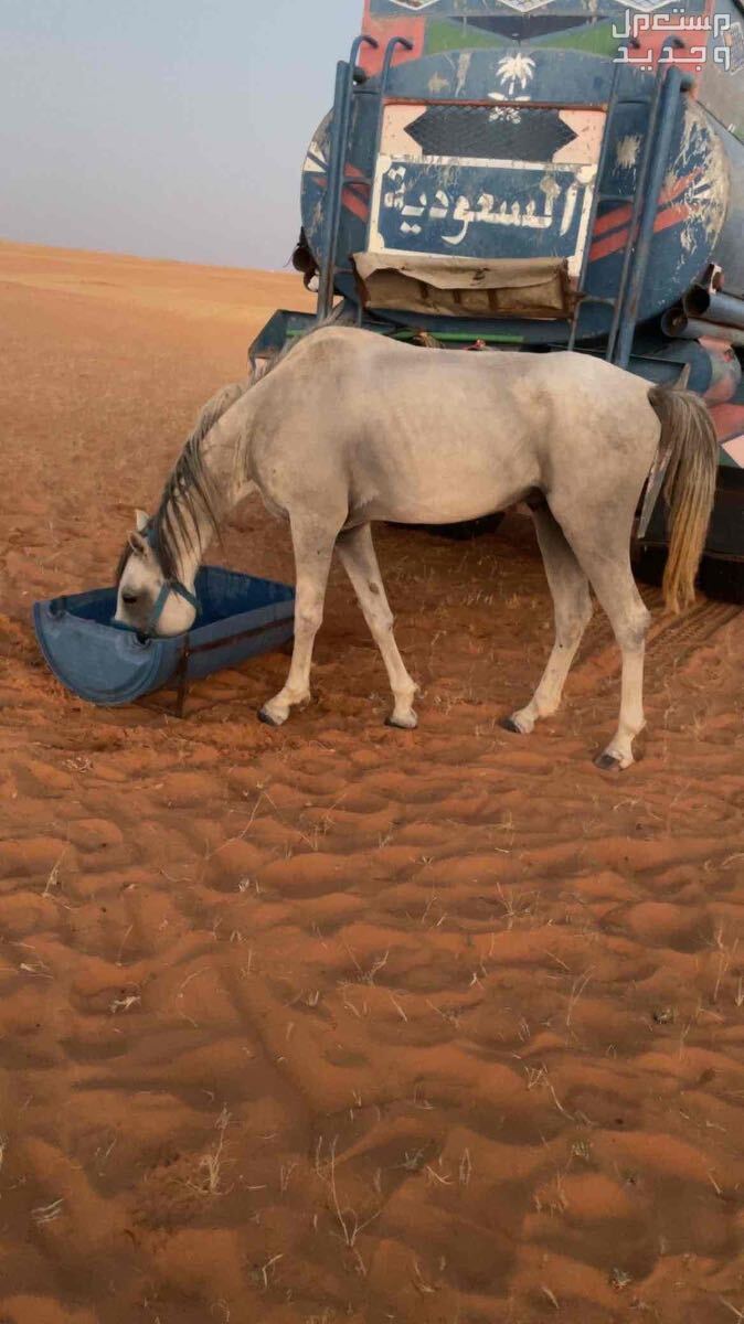 ‏حصان شعبي