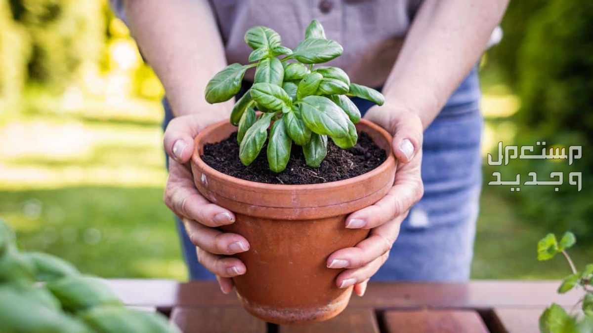 أسماء نباتات منزلية طاردة للحشرات.. طرق فعّالة ومجربة نباتات منزلية طاردة للحشرات