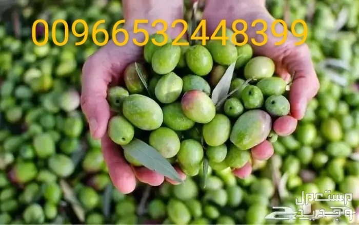 تهادو تحابو زيت زيتون  شرب وهدايا