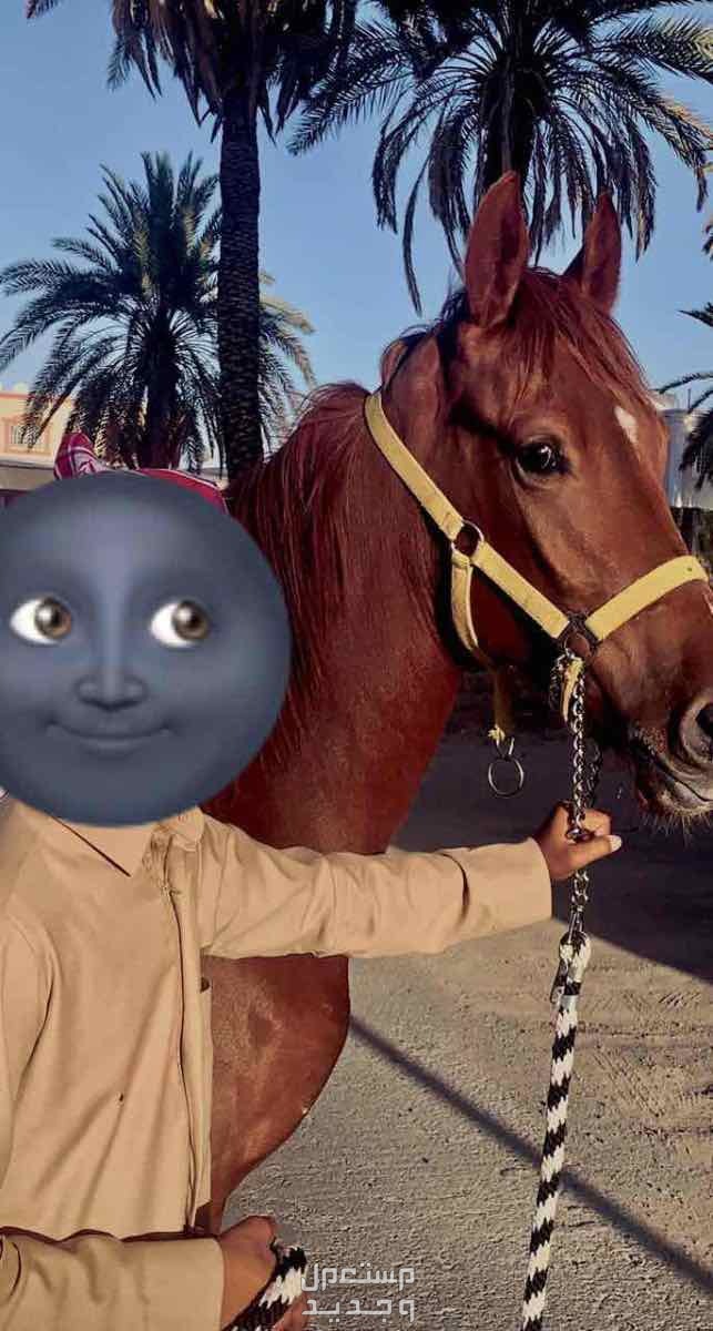 فرس شعبي