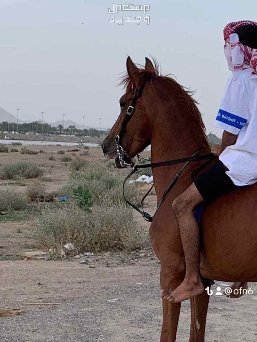 فرس شعبي