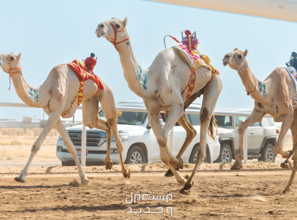 مهرجان ولي العهد للهجن 2024 .. الموعد والجوائز المالية مهرجان ولي العهد للهجن 2024