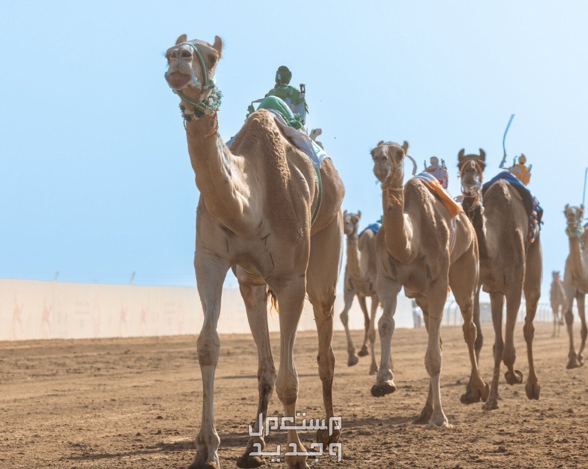 مهرجان ولي العهد للهجن 2024 .. الموعد والجوائز المالية مهرجان ولي العهد للهجن 2024