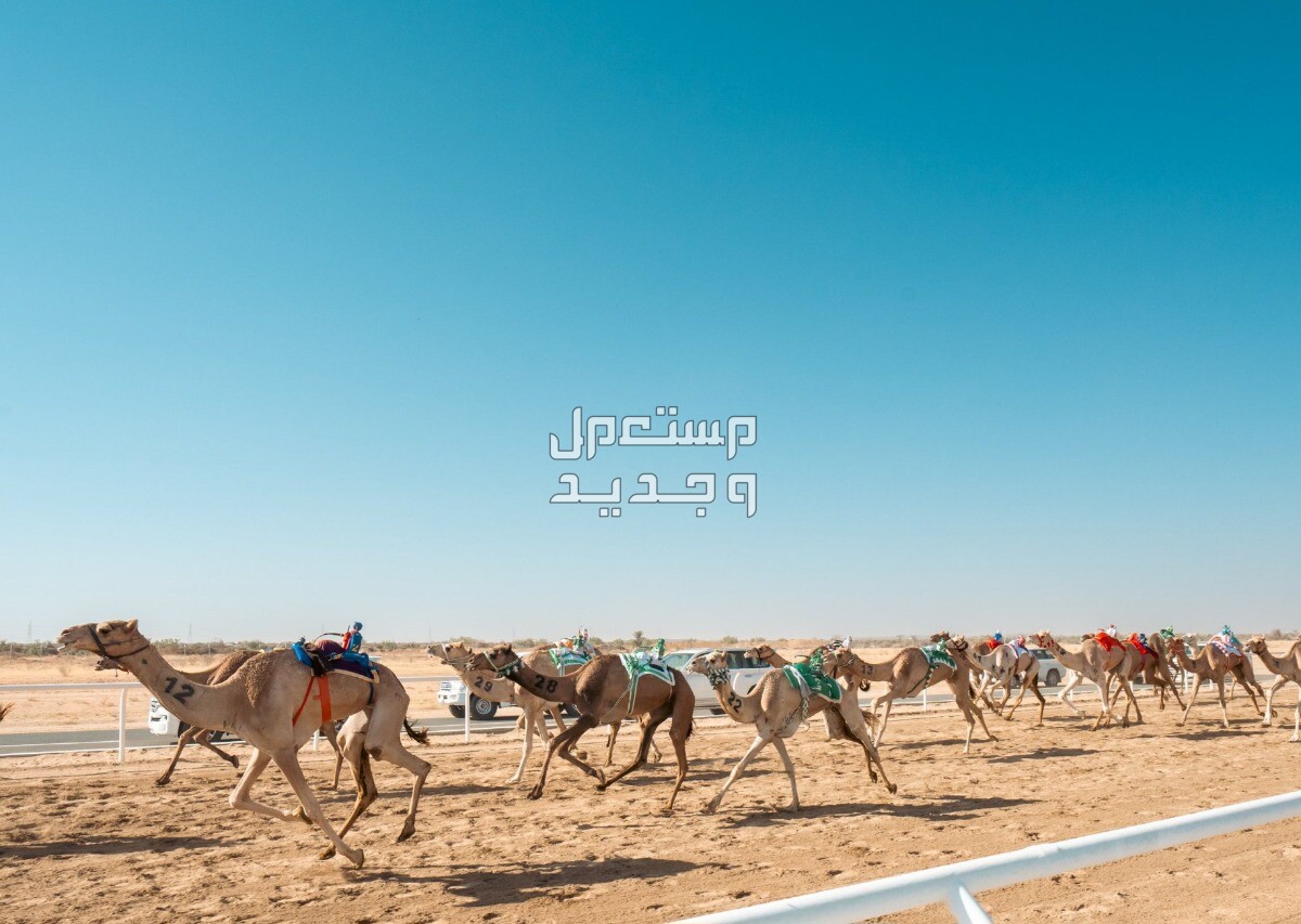 مهرجان ولي العهد للهجن 2024 .. الموعد والجوائز المالية مهرجان ولي العهد للهجن 2024