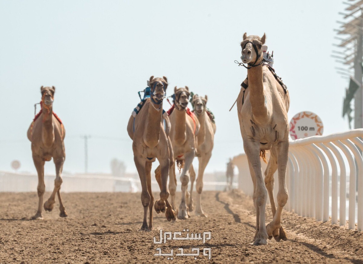 مهرجان ولي العهد للهجن 2024 .. الموعد والجوائز المالية مهرجان ولي العهد للهجن 2024