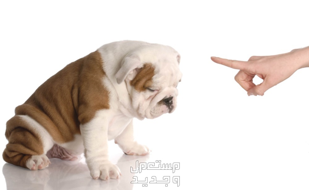 كيفية تدريب الكلاب الصغيرة على الطاعة والشراسة تدريب الكلاب الصغيرة على الطاعة