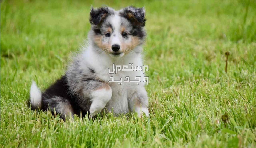كيفية تدريب الكلاب الصغيرة على الطاعة والشراسة تدريب الكلاب على الطاعة والشراسة