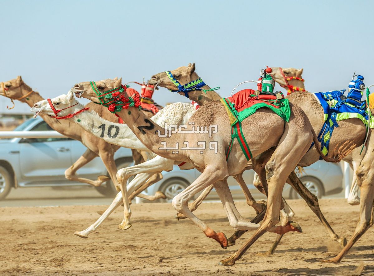 مهرجان ولي العهد للهجن 2024 .. الموعد والجوائز المالية مهرجان ولي العهد للهجن