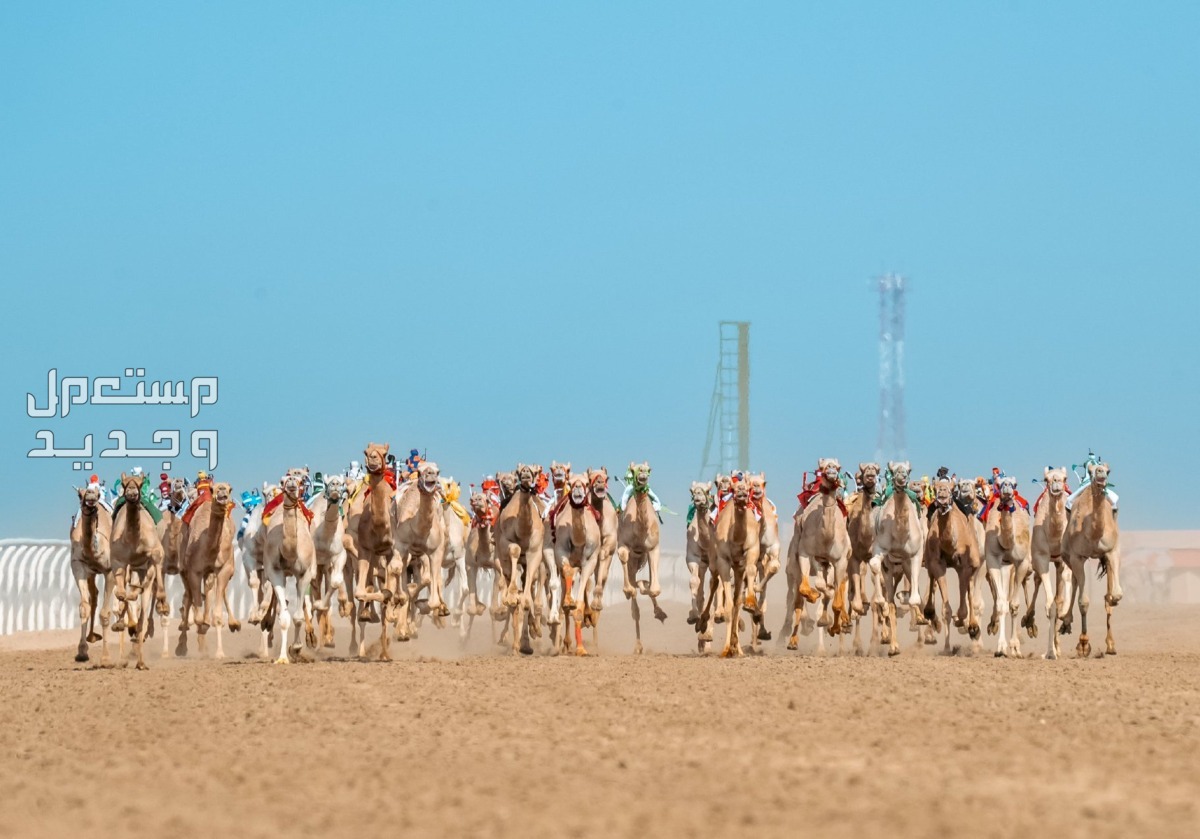 مهرجان ولي العهد للهجن 2024 .. الموعد والجوائز المالية مهرجان ولي العهد للهجن