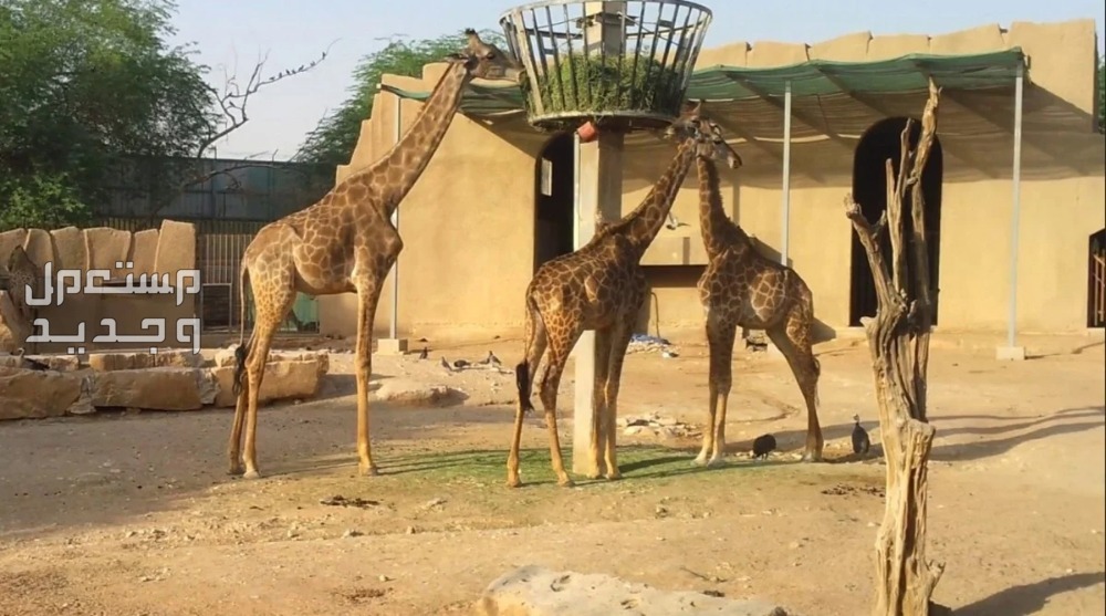 افضل حديقة حيوان بالرياض افضل حديقة حيوان