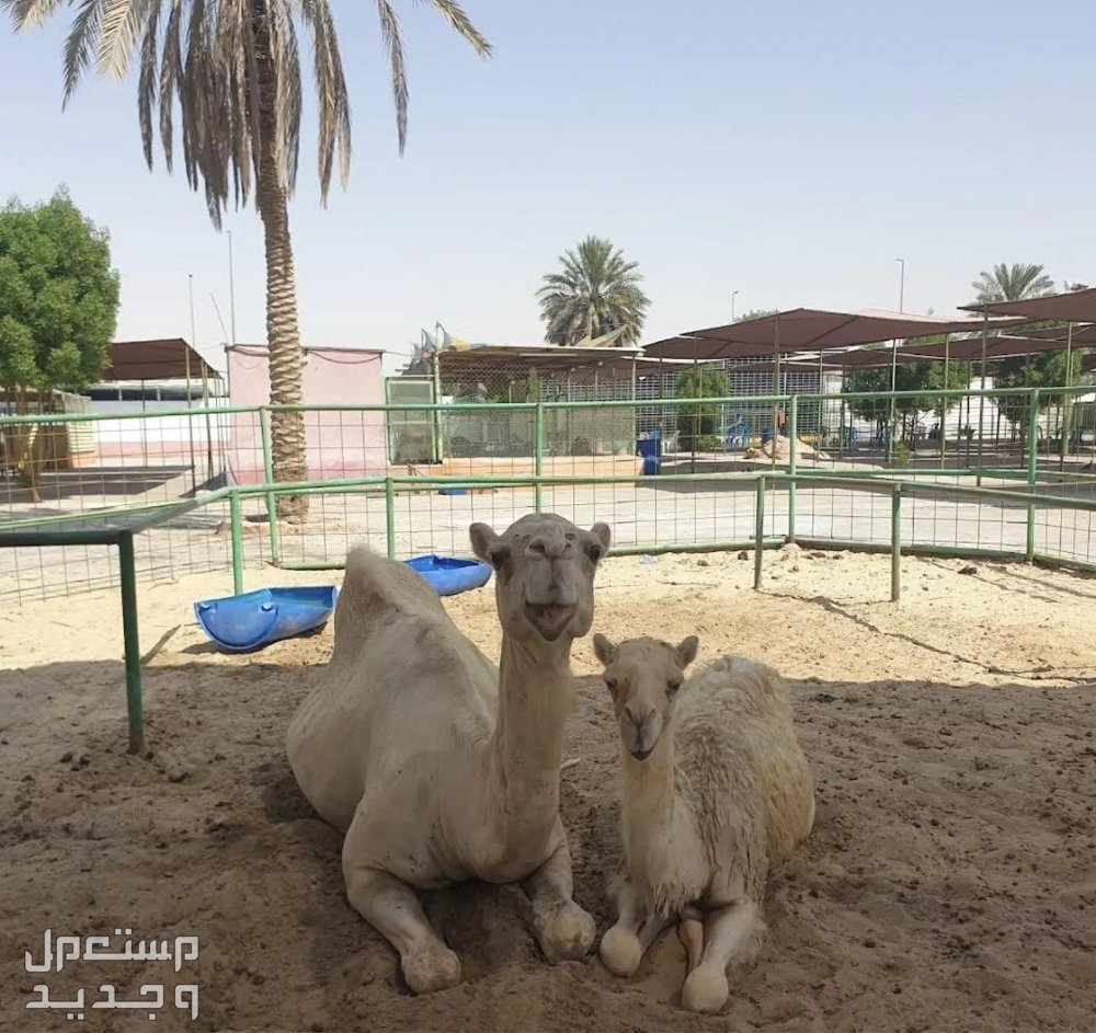 افضل حديقة حيوان بالرياض الجمل