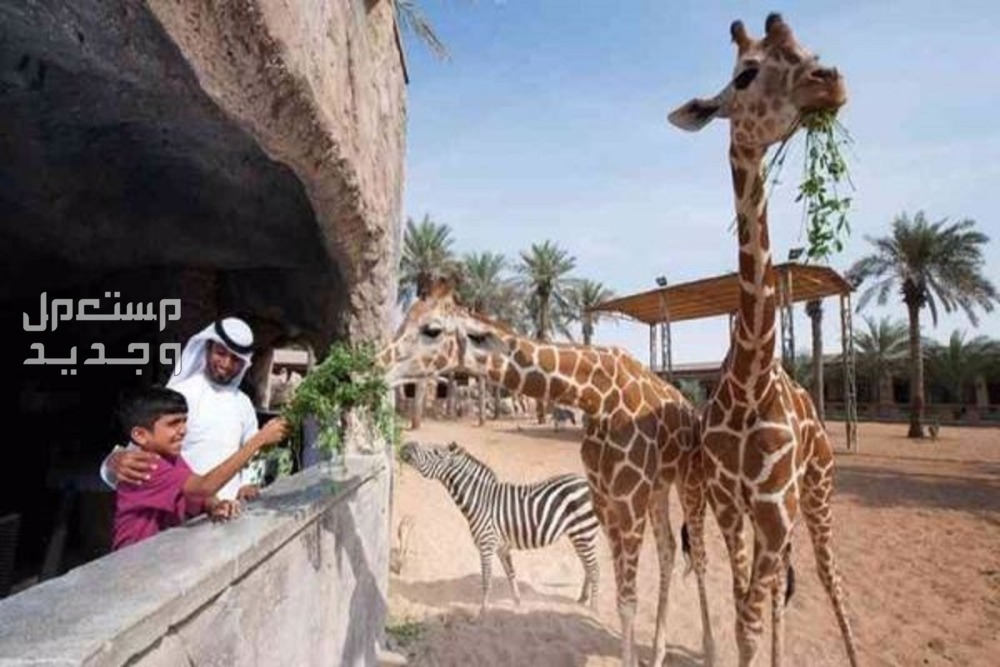 افضل حديقة حيوان بالرياض الزرافة