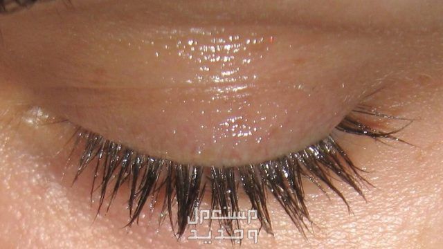 فوائد زيت الزيتون للرموش والحواجب زيت الزيتون للرموش