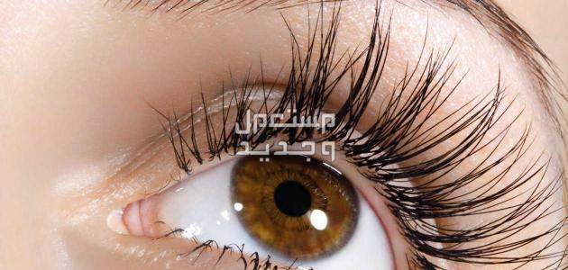 فوائد زيت الزيتون للرموش والحواجب فوائد زيت زيتون للعين