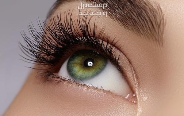 فوائد زيت الزيتون للرموش والحواجب زيت زيتون للعين فوائد