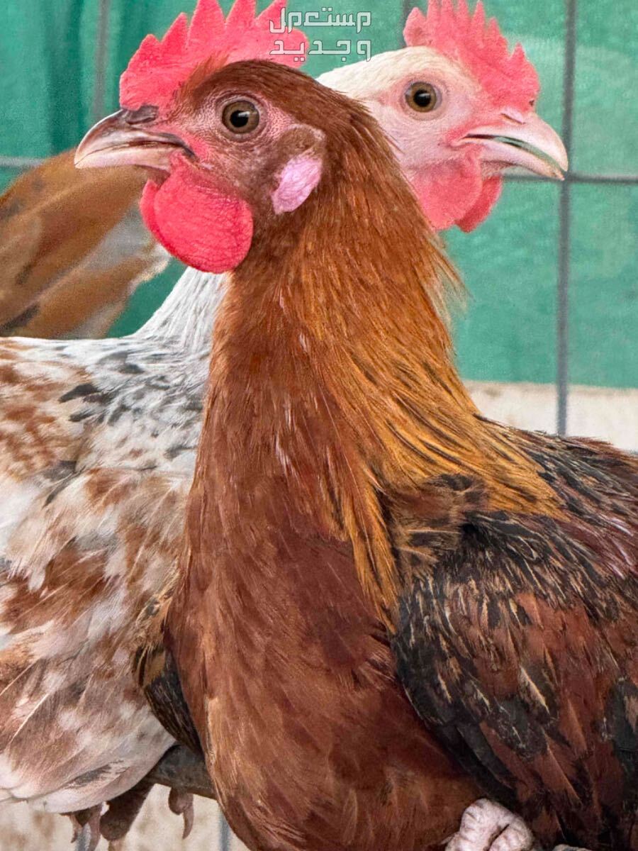 دجاج بلدي