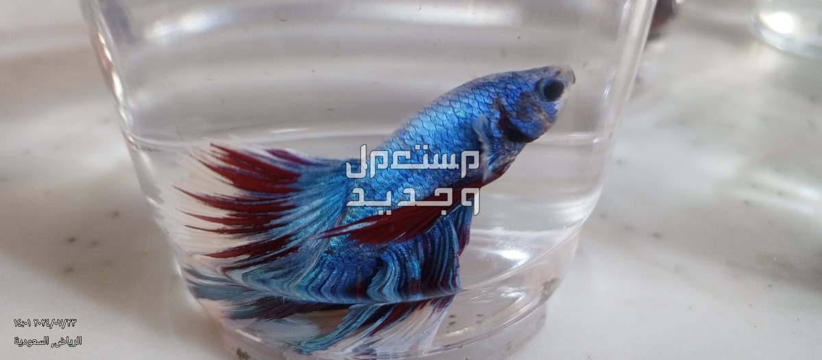 اسماك فايتر جديده ومستويات ممتازه
