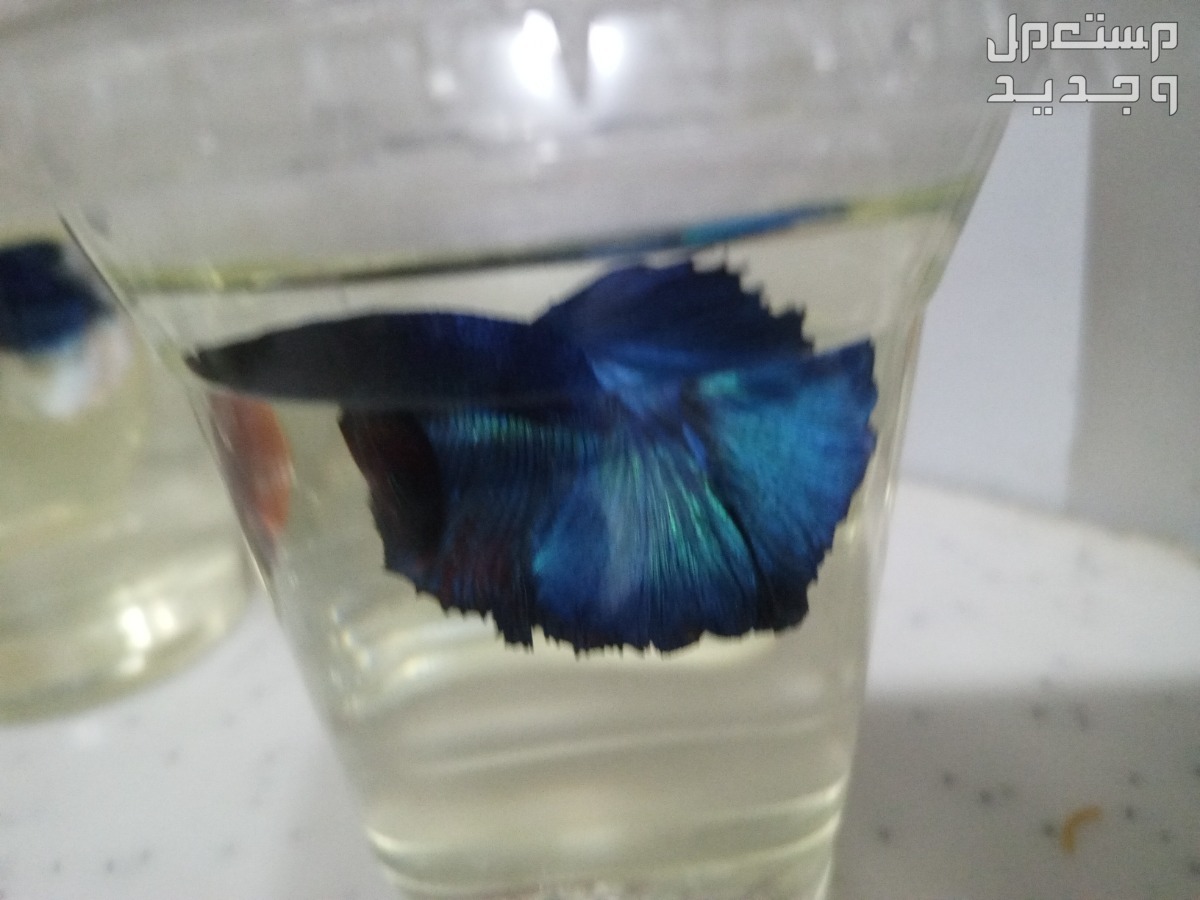 اسماك فايتر جديده ومستويات ممتازه