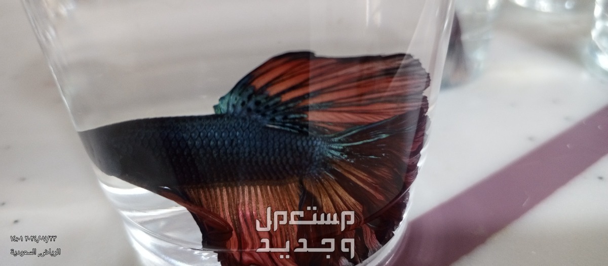 اسماك فايتر جديده ومستويات ممتازه