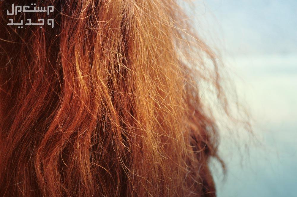 كيفية عمل حمامات زيت للشعر الجاف في المنزل.. إليك الطريقة المثالية شعر برتقالي جاف