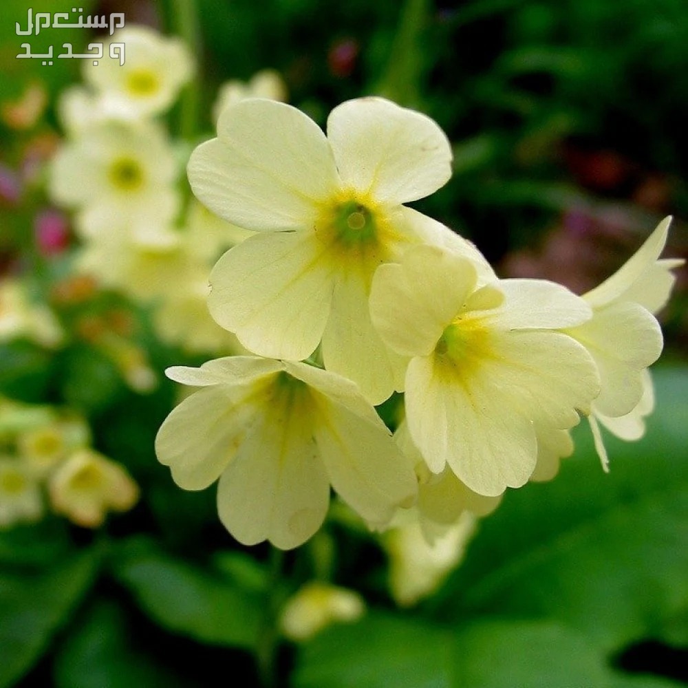 10 نباتات ظل لديكور المنزل وتجميله تنمو سريعًا زهرة البريمولا