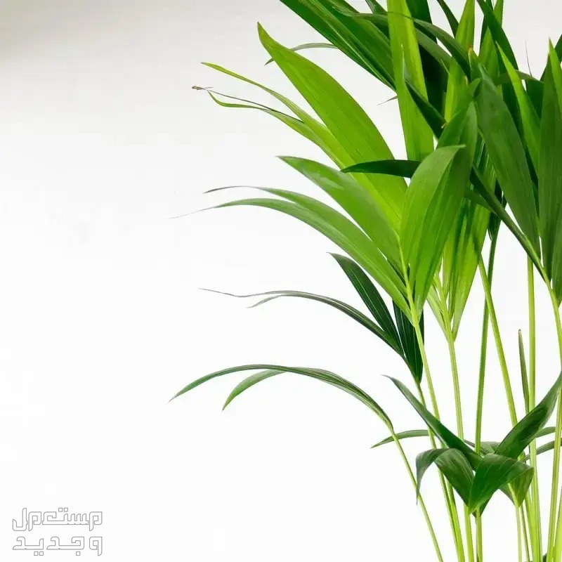 10 نباتات ظل لديكور المنزل وتجميله تنمو سريعًا نخلة كنتيا