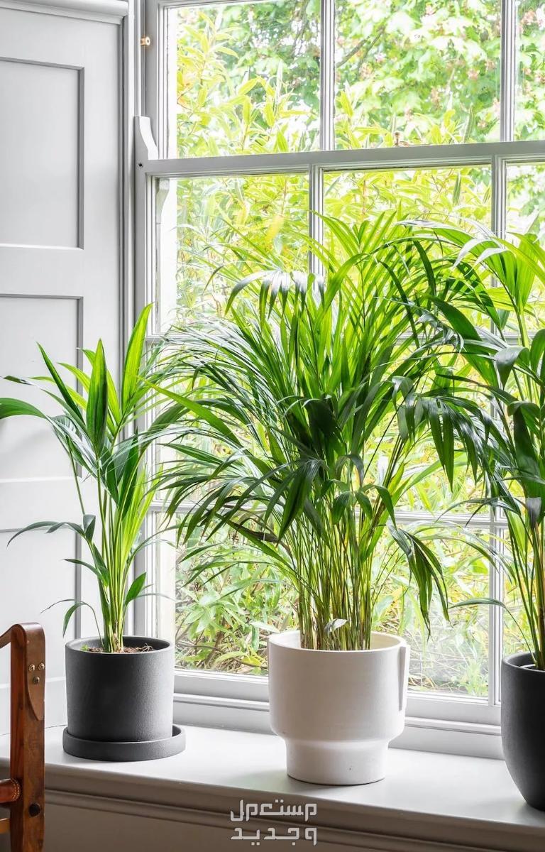 10 نباتات ظل لديكور المنزل وتجميله تنمو سريعًا 10 نباتات ظل لديكور المنزل