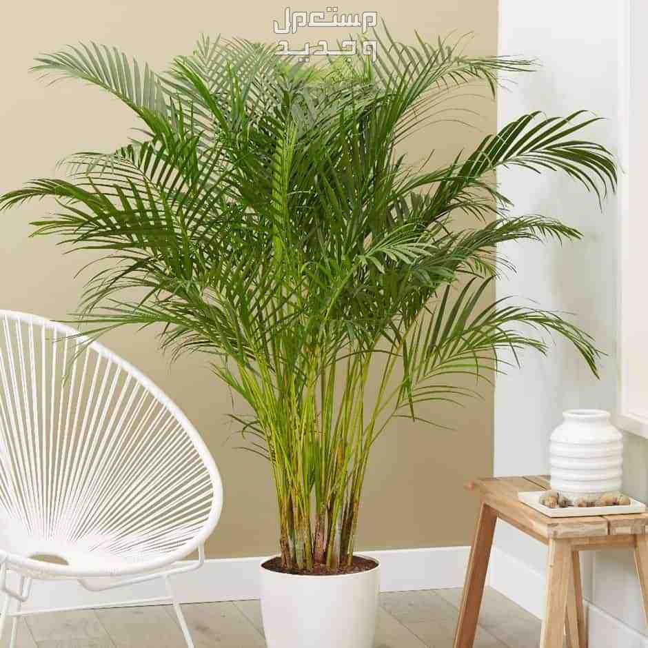 10 نباتات ظل لديكور المنزل وتجميله تنمو سريعًا نباتات ظل