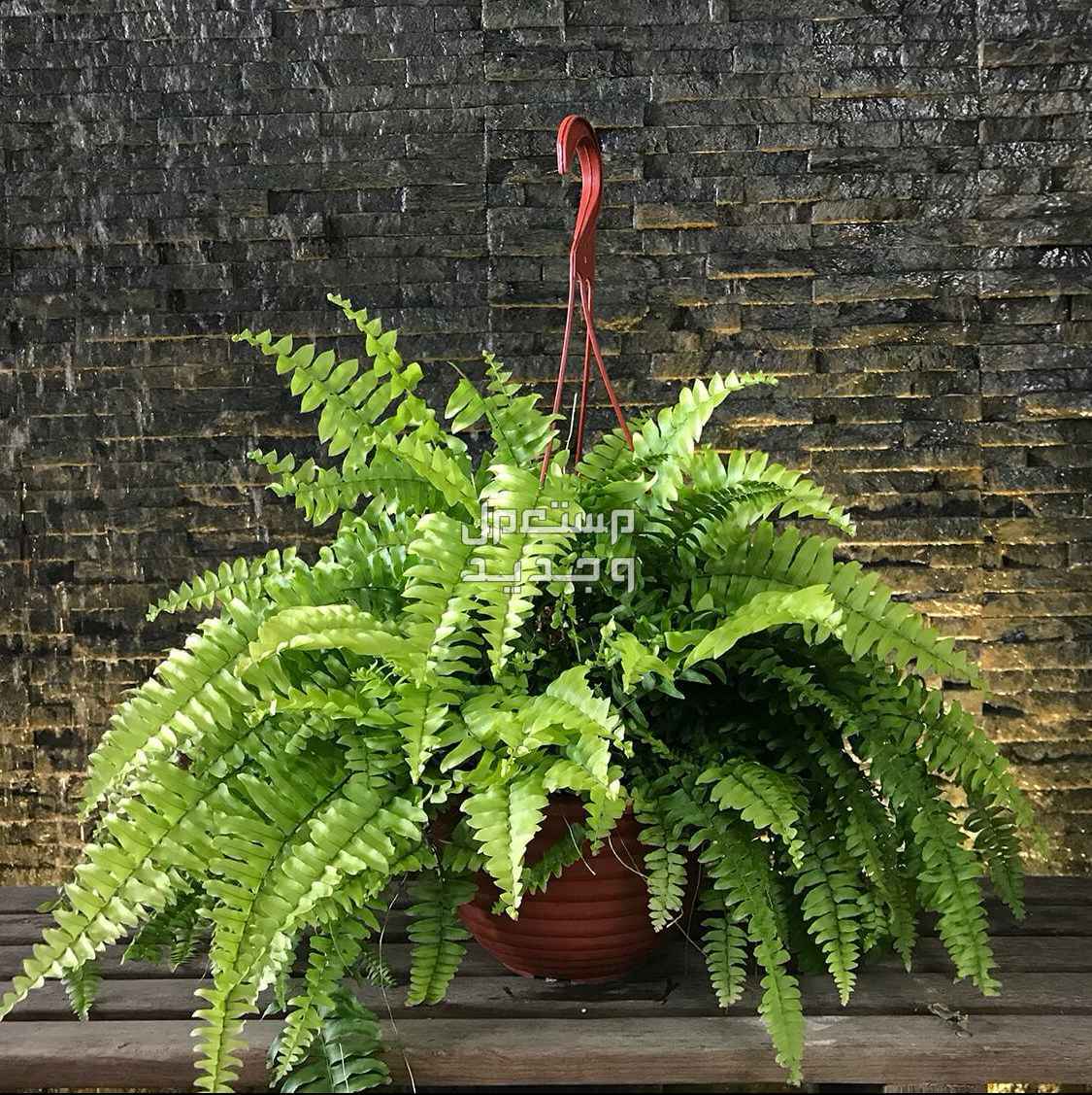 10 نباتات ظل لديكور المنزل وتجميله تنمو سريعًا سرخس بوسطن