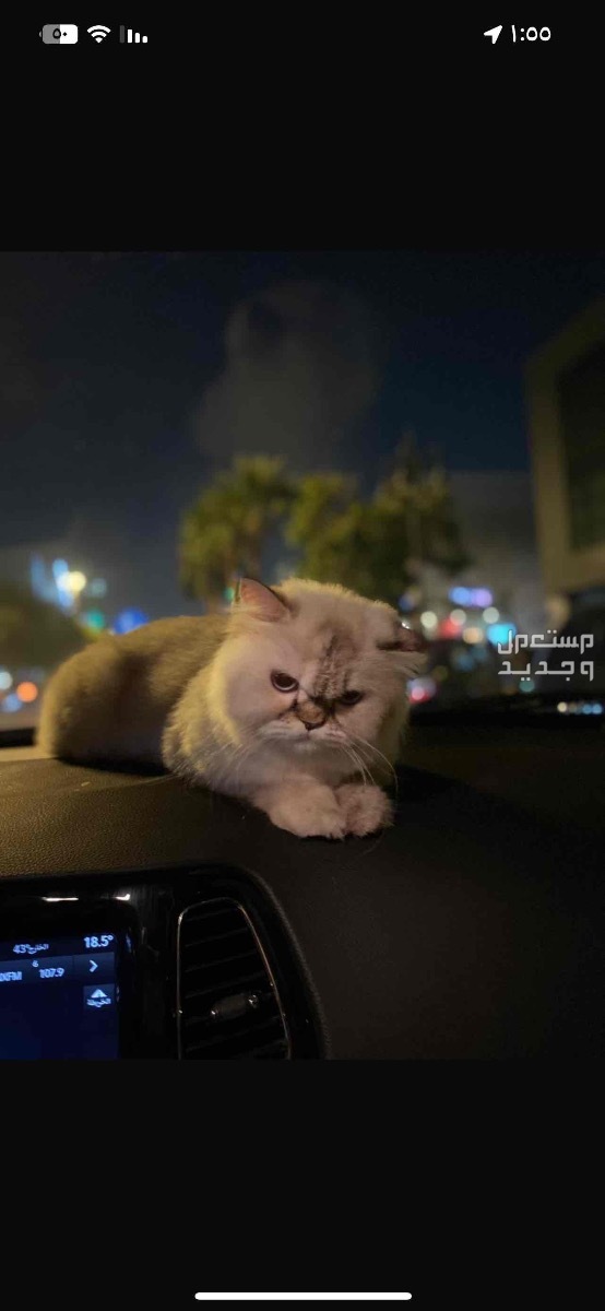 للبيع قطو هماليه عمرها شهرين