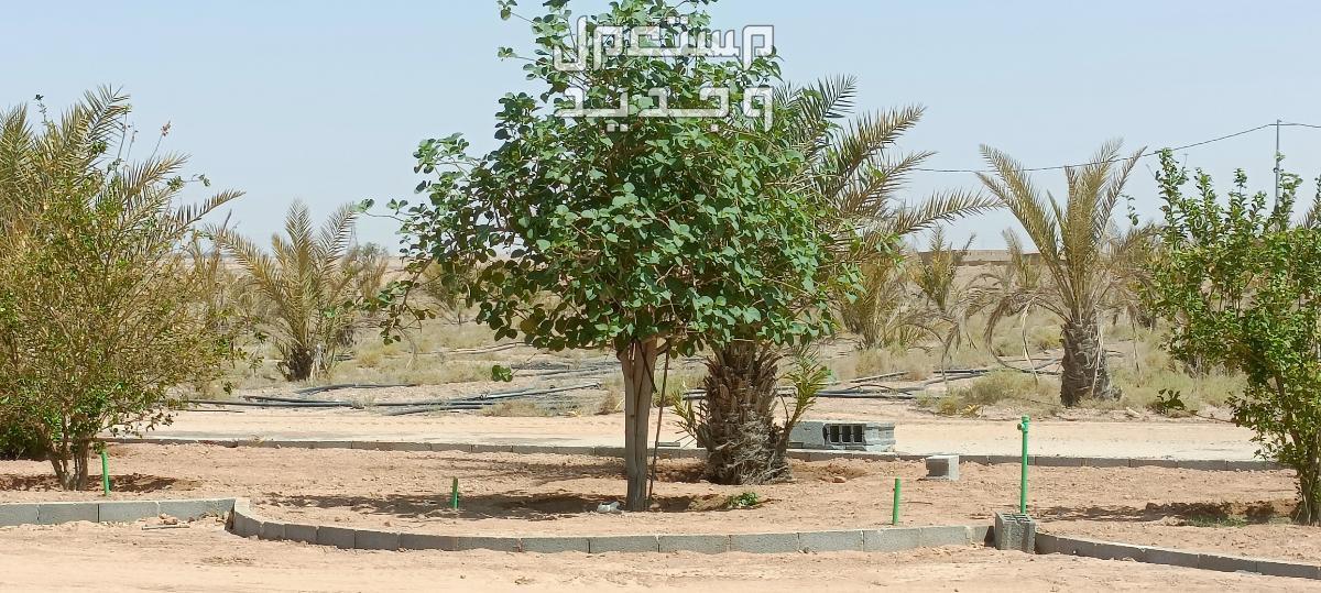 مهندس زراعي متخصص في مجال الزراعة