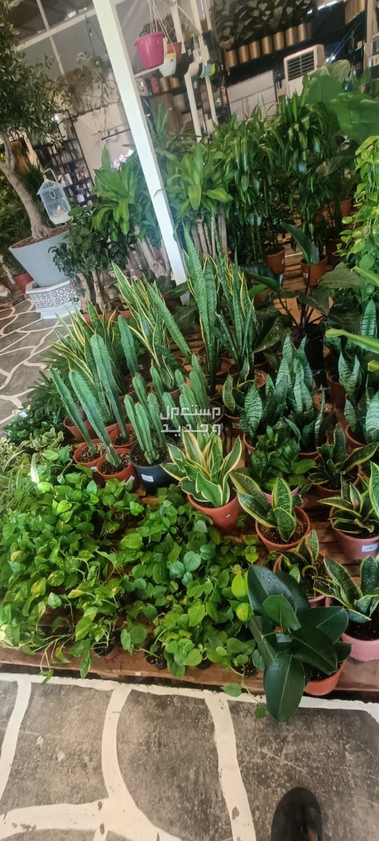 مهندس زراعي متخصص في مجال الزراعة