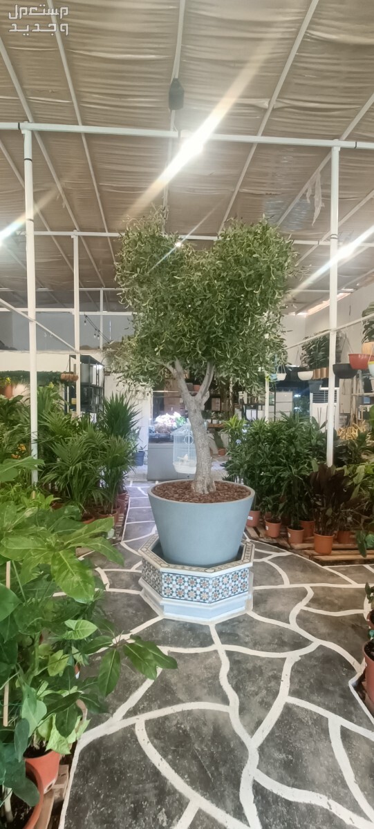 مهندس زراعي متخصص في مجال الزراعة