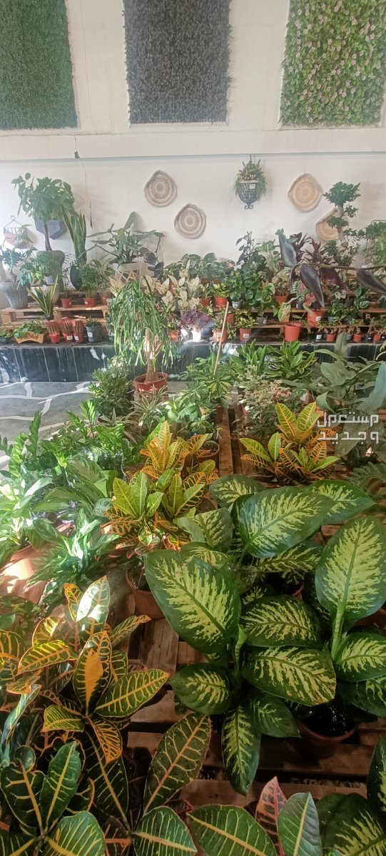 مهندس زراعي متخصص في مجال الزراعة