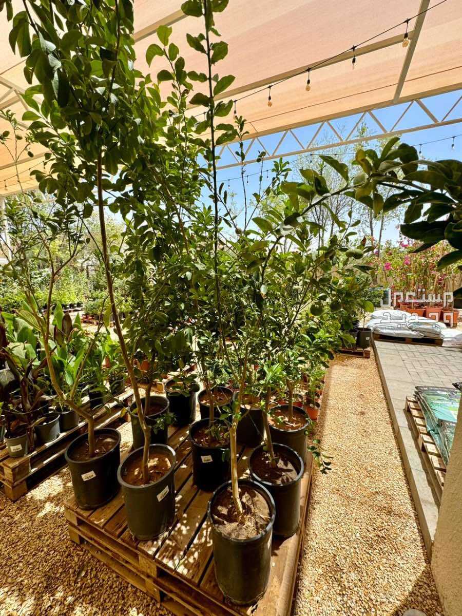 متوفر اشجار ليمون صيني (فيها الثمار)