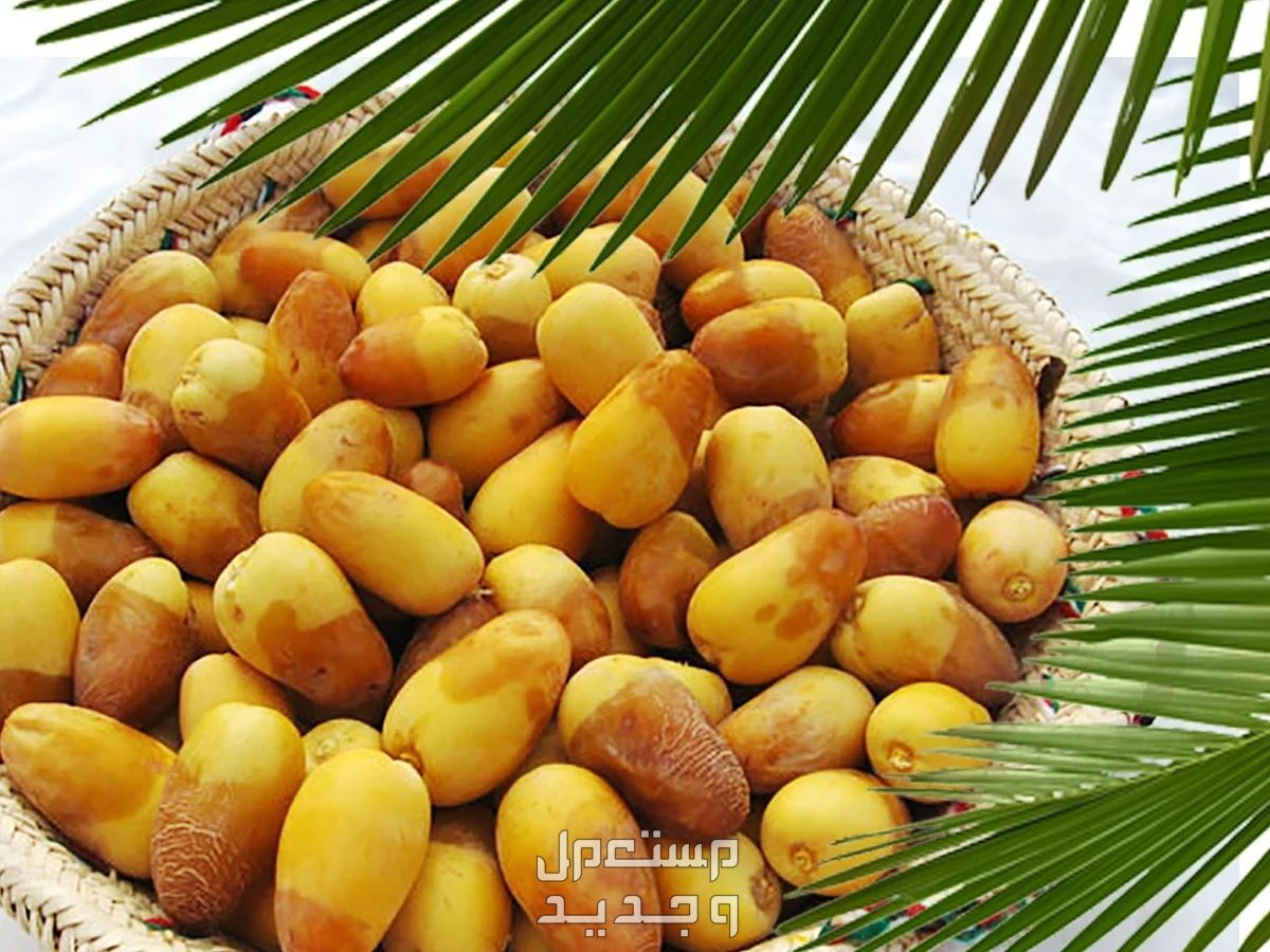 تعرف على أشهر أنواع التمر السعودي وفوائده رطب