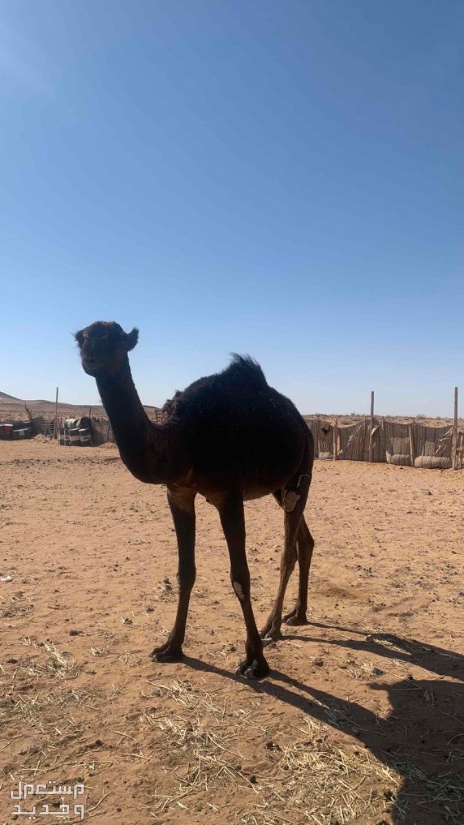 بكره جذعه للبيع