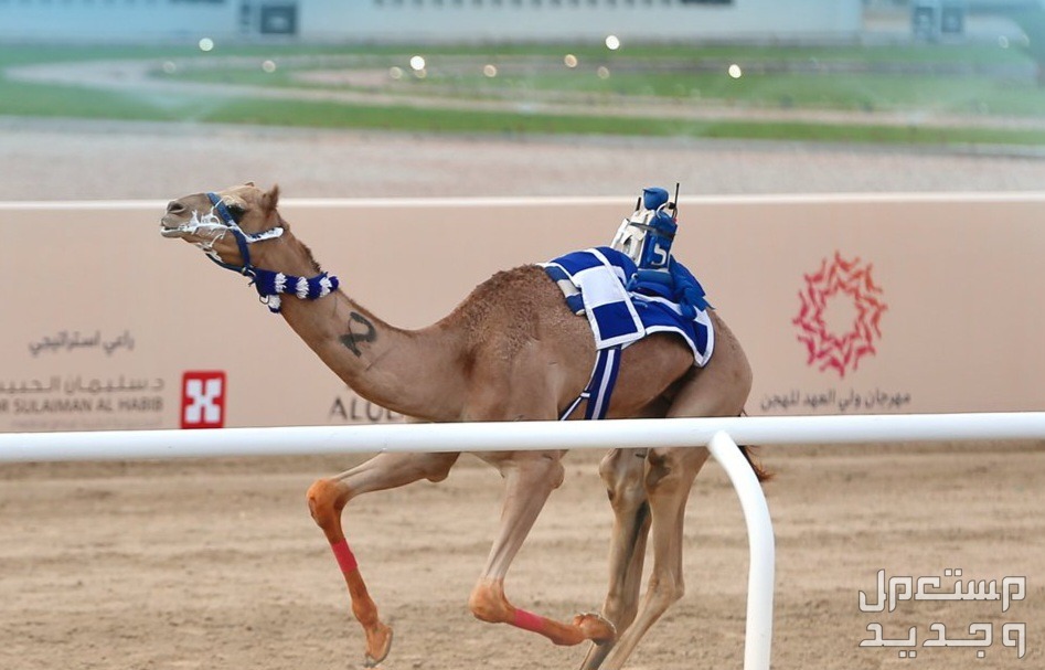 مهرجان ولي العهد للهجن 2024 .. الموعد والجوائز المالية صور مهرجان الهجن اليوم الاول