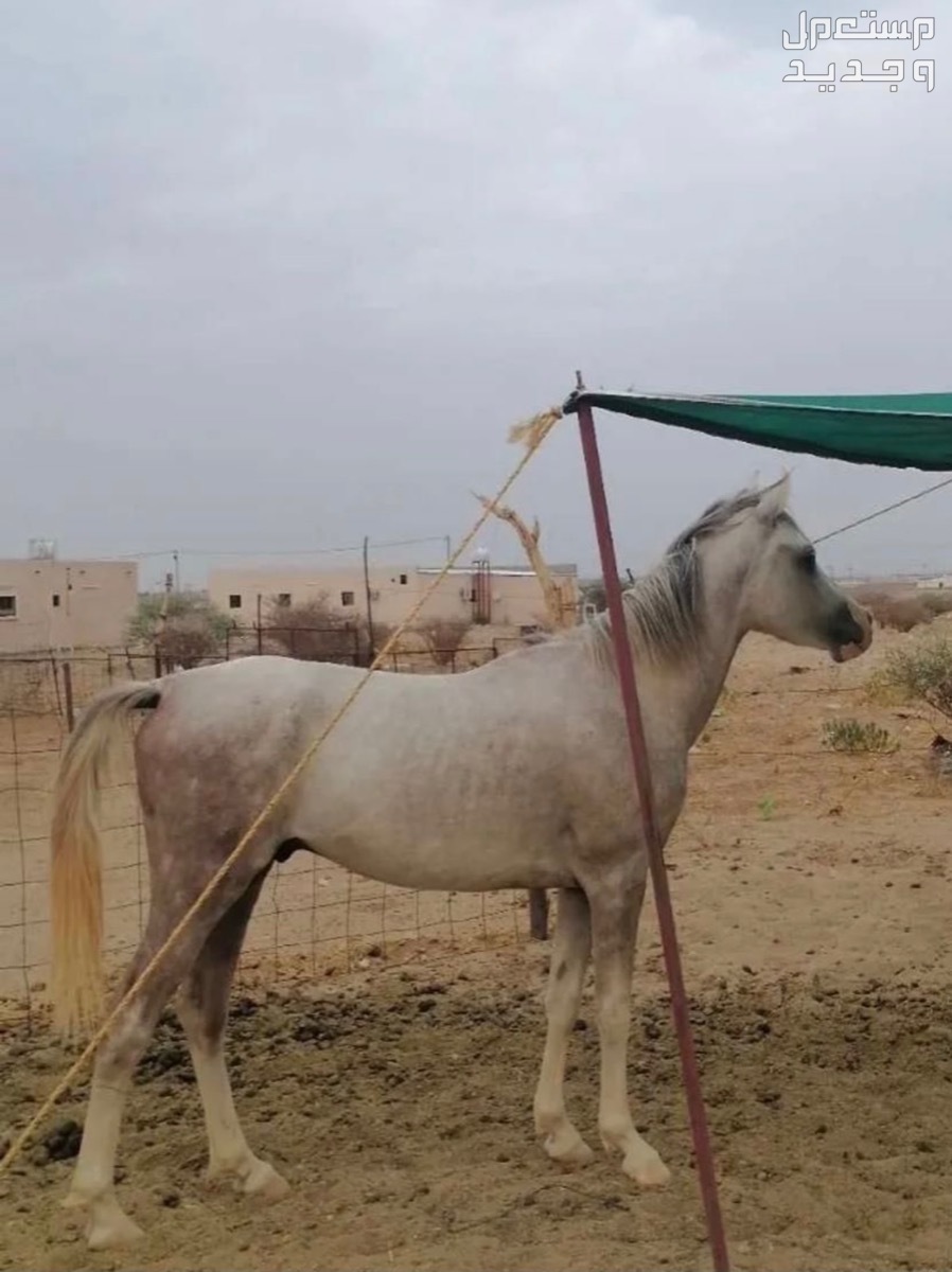 تربة بسعر 6آلاف ريال سعودي